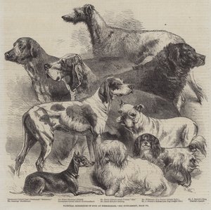 バーミンガムでの犬の全国展示 作： Harrison William Weir